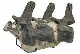 Sandstone Block With Three Articulated Diplodocus Vertebrae #113345-8